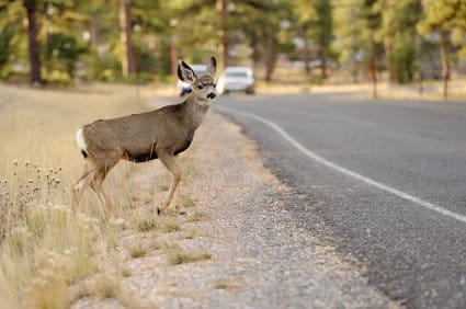 Deer near road