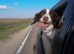 Dog out car window