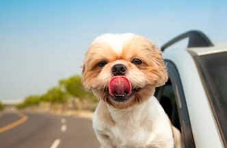 Dog riding in car