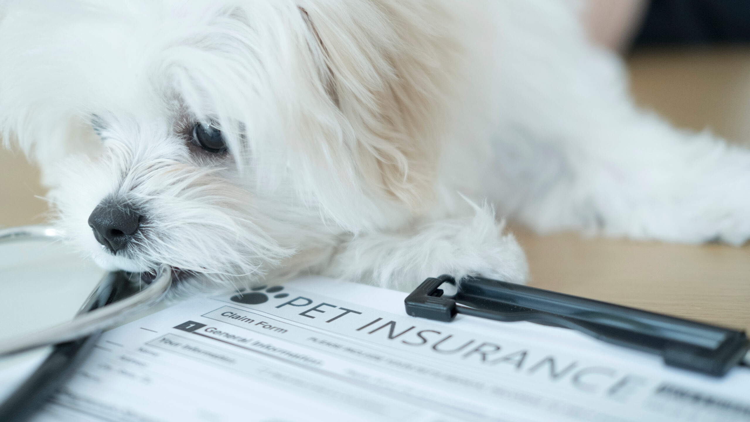 Photo of a cute white puppy leaning over a pet insurance form.